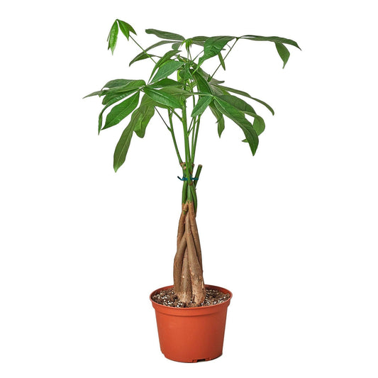 Money Tree 'Guiana Chestnut' Pachira Braid: 4" Pot