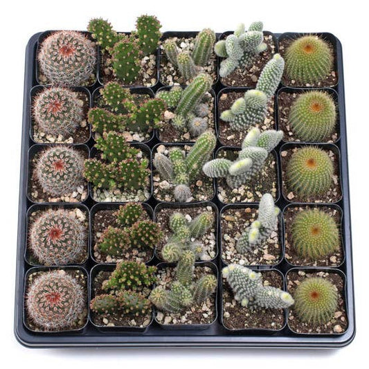 2" Cactus in nursery pots