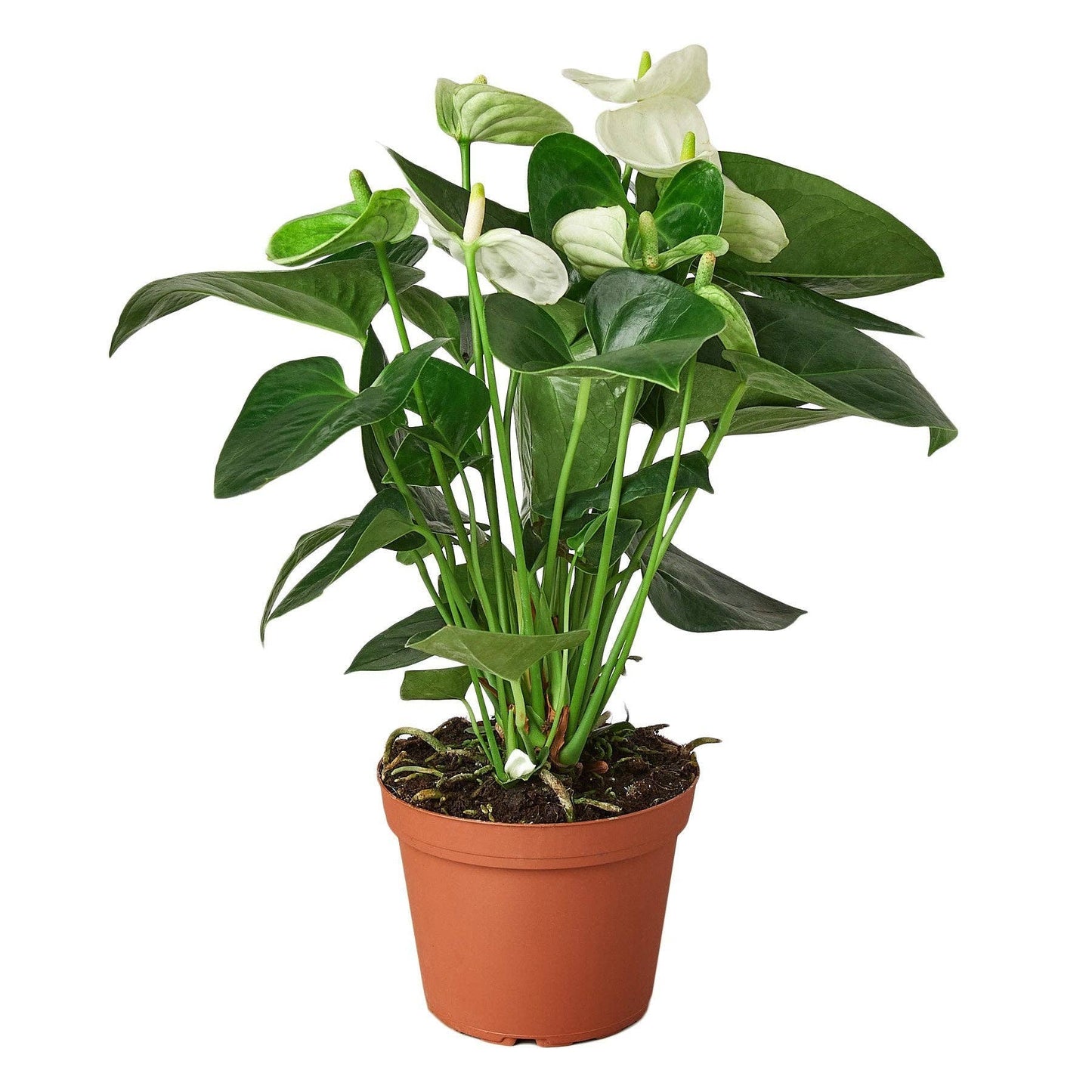 Anthurium 'White': 8" Nursery Pot