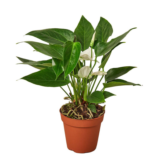 Anthurium 'White': 8" Nursery Pot
