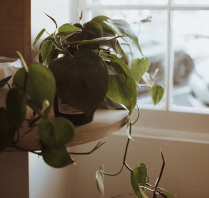 Small Pothos plant in black nursery pot sitting on a wood shelf in front of a window
