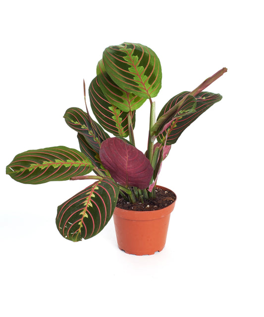 Maranta Red House Plant in 4" Grow Pot