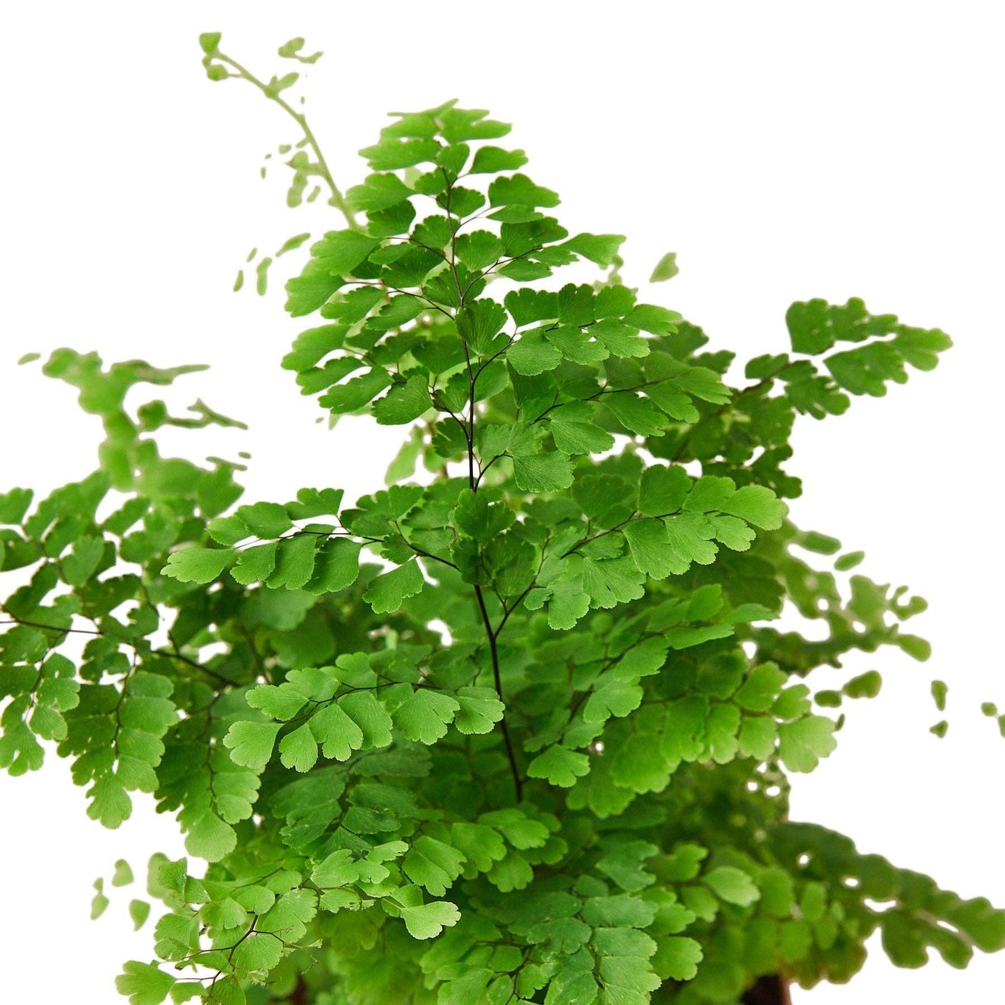 Maidenhair Fern: 6" Nursery Pot