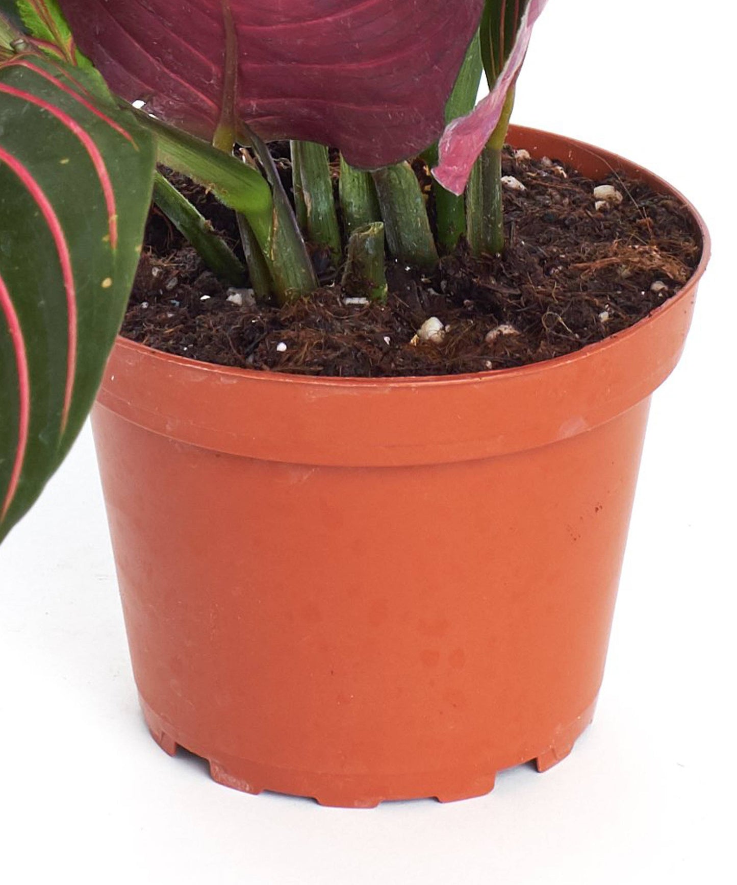 Maranta Red House Plant in 4" Grow Pot