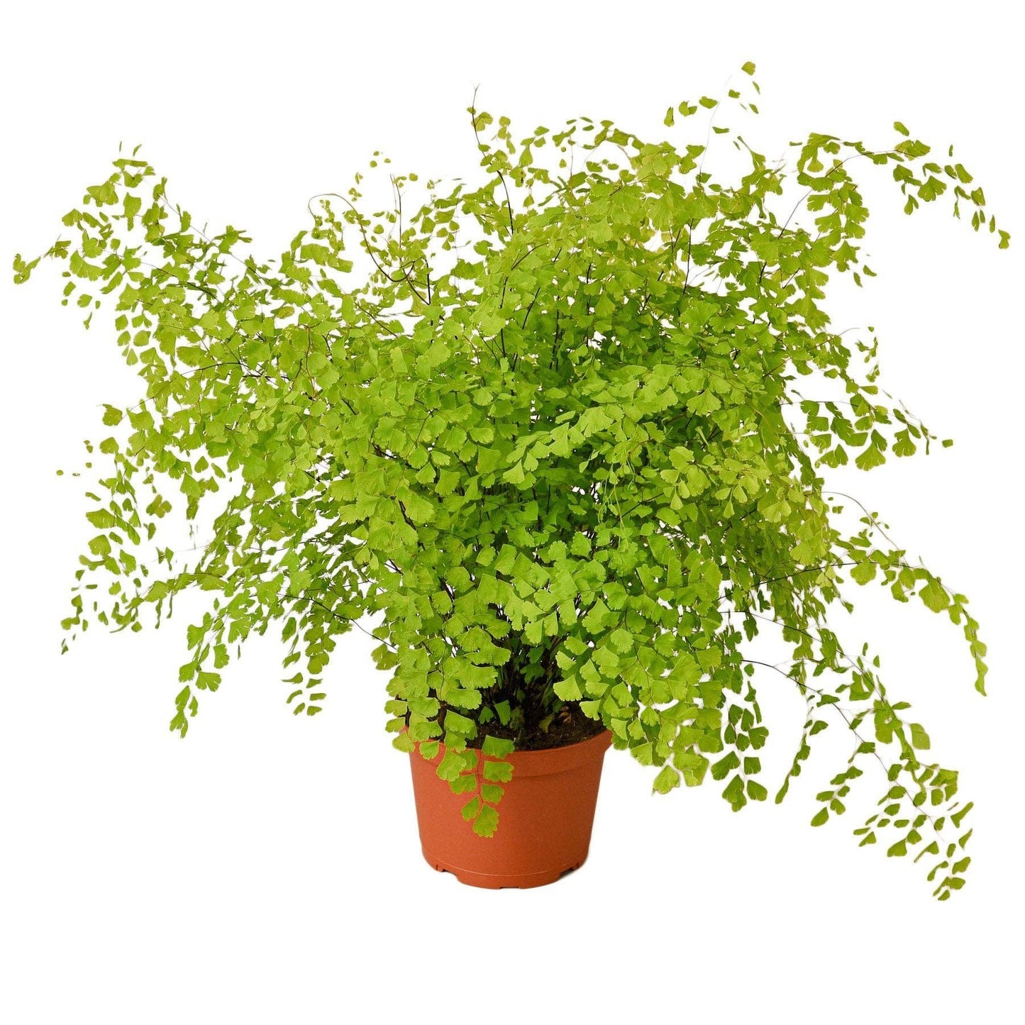 Maidenhair Fern: 6" Nursery Pot