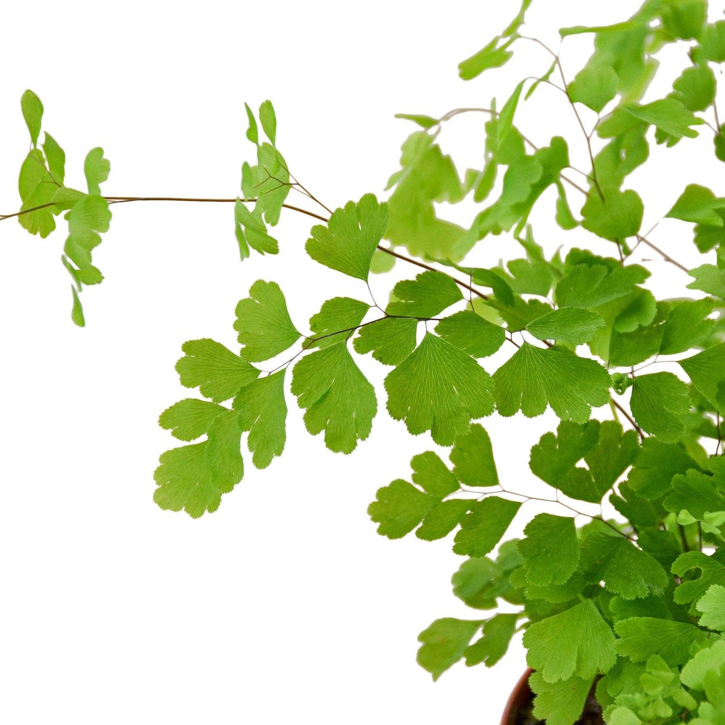 Maidenhair Fern: 6" Nursery Pot