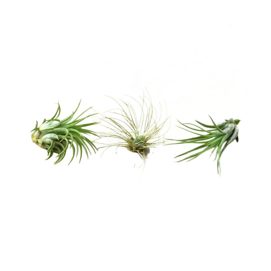 Air Plant - 2"-3" Large