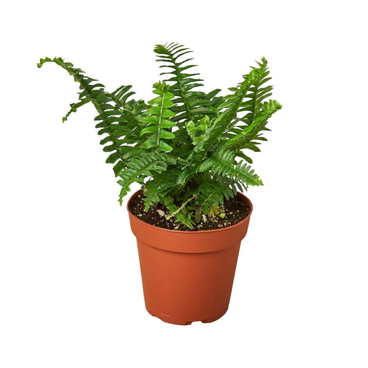 Jester's Crown Fern: 4" Pot