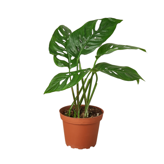 Monstera Adansonii 'Swiss Cheese': 4" Pot