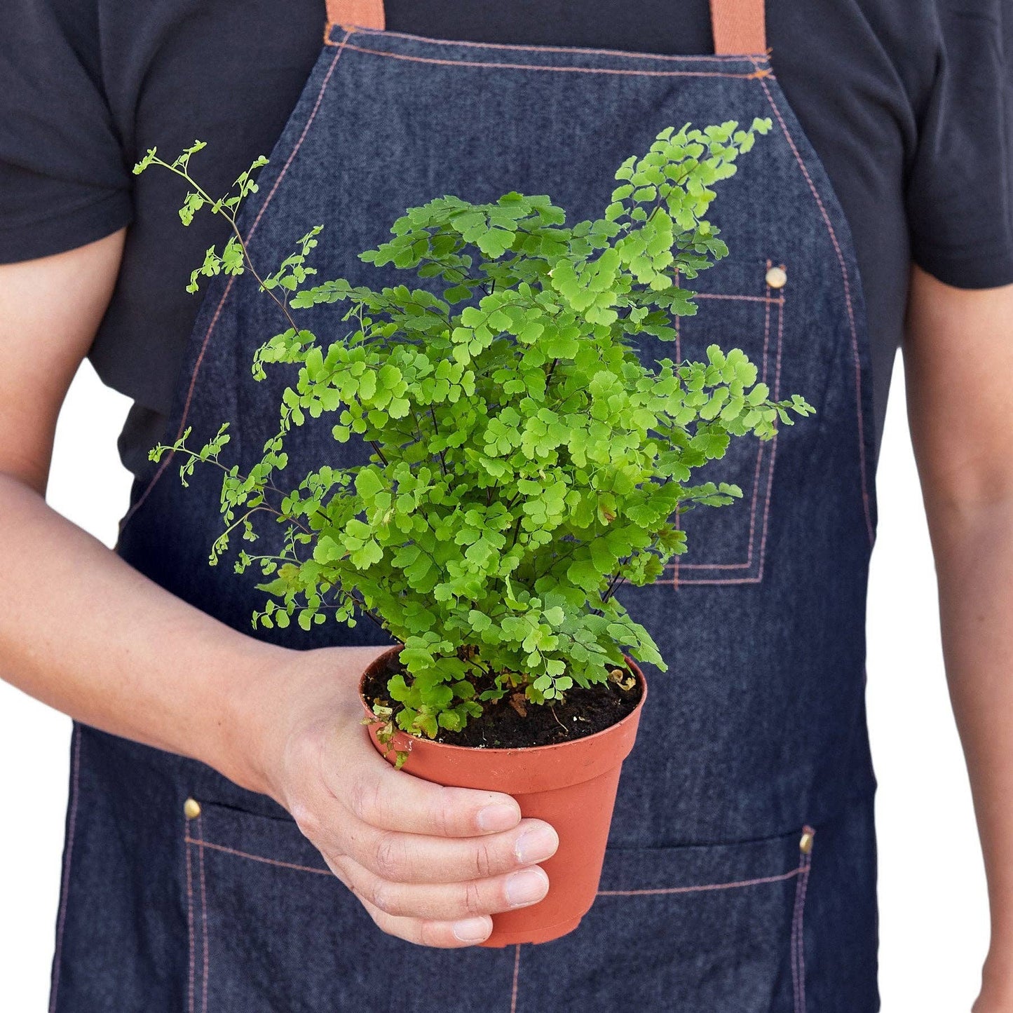 Maidenhair Fern: 6" Nursery Pot