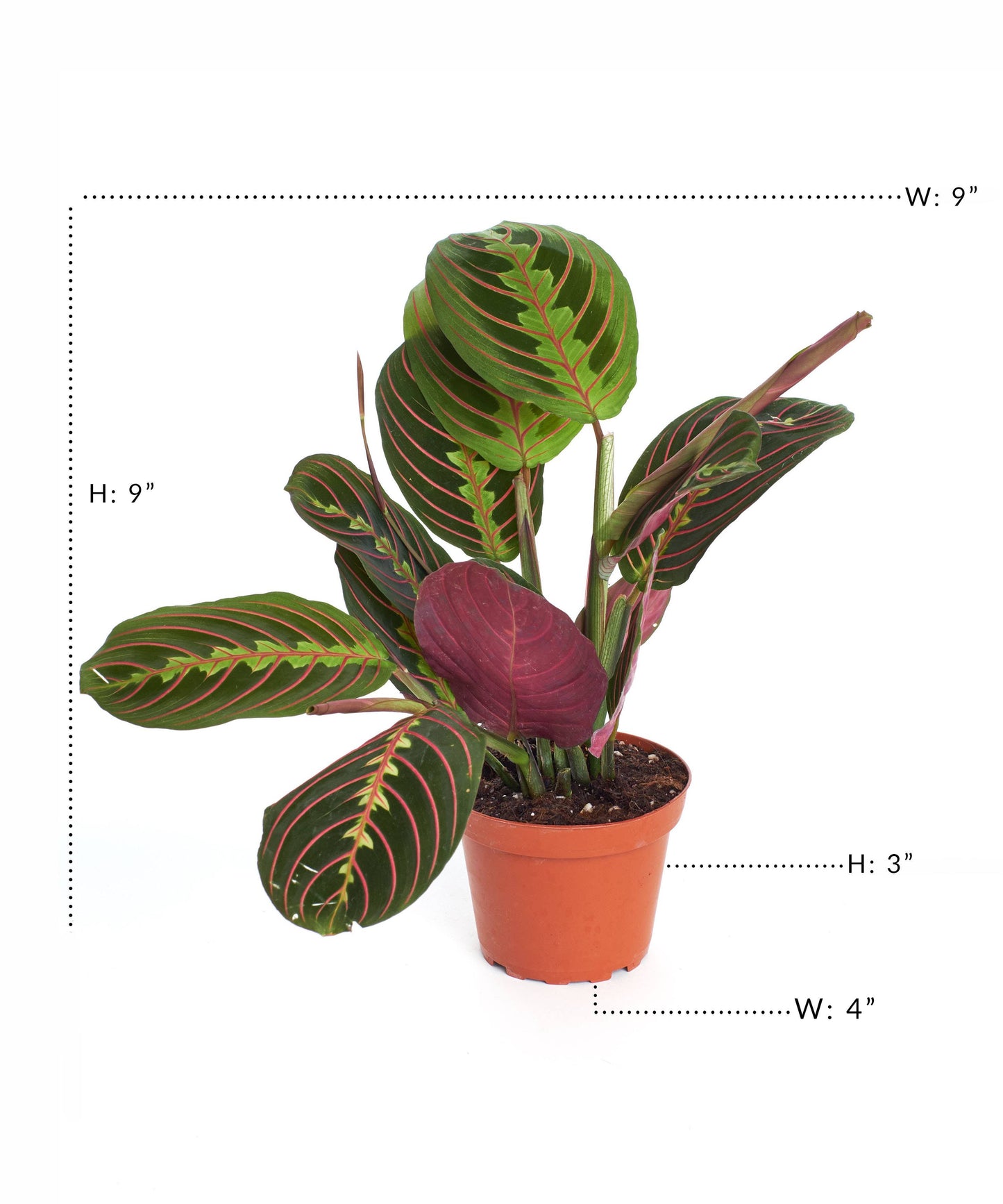 Maranta Red House Plant in 4" Grow Pot