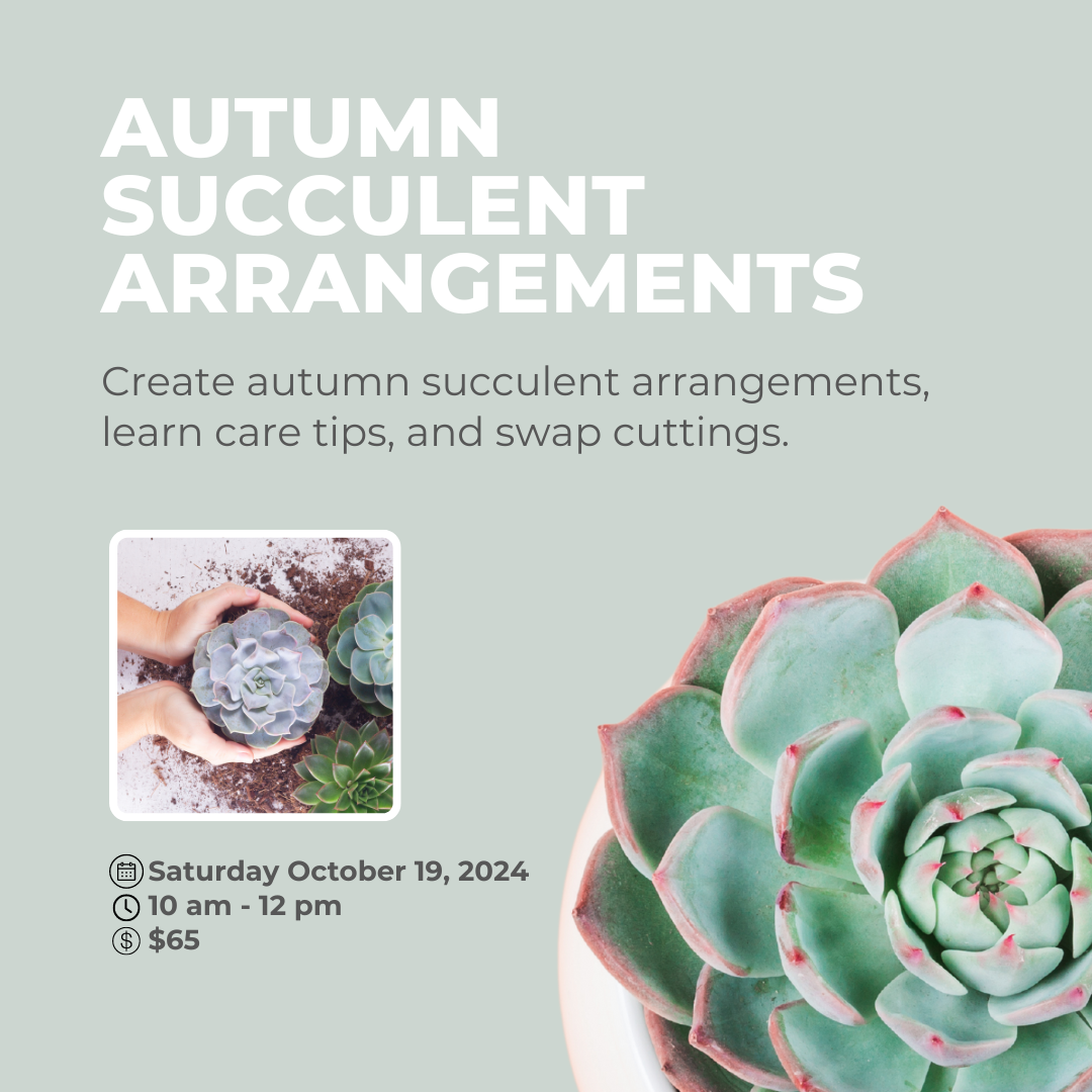 October Workshop: Autumn Succulent Arrangements