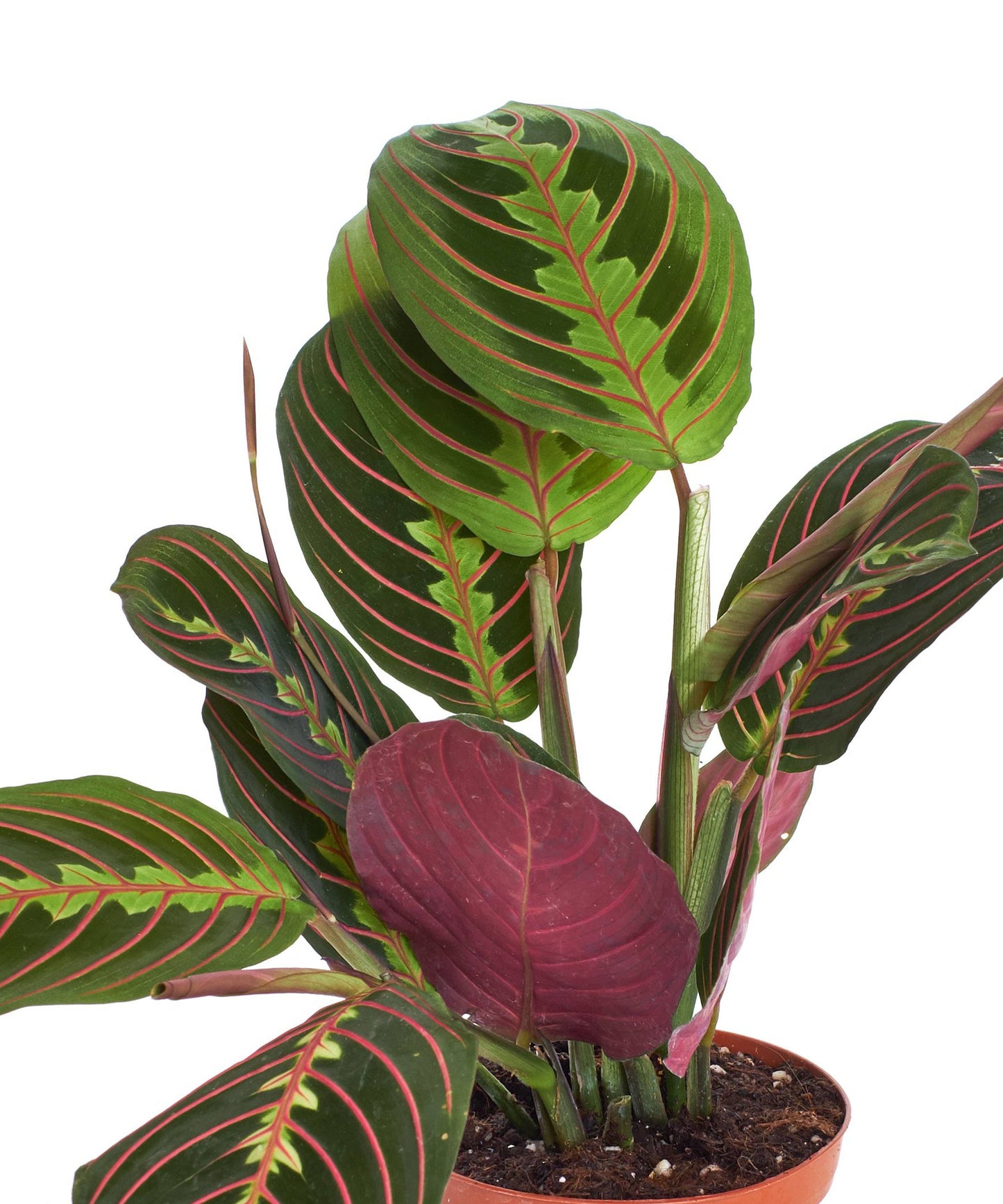 Maranta Red House Plant in 4" Grow Pot