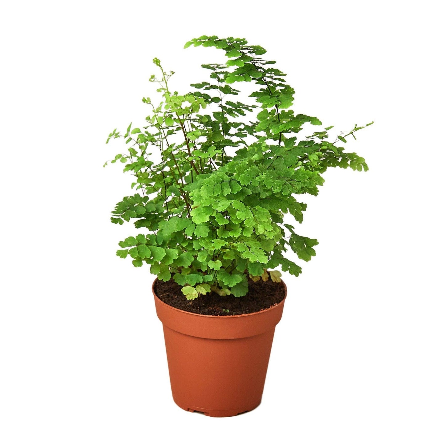 Maidenhair Fern: 6" Nursery Pot