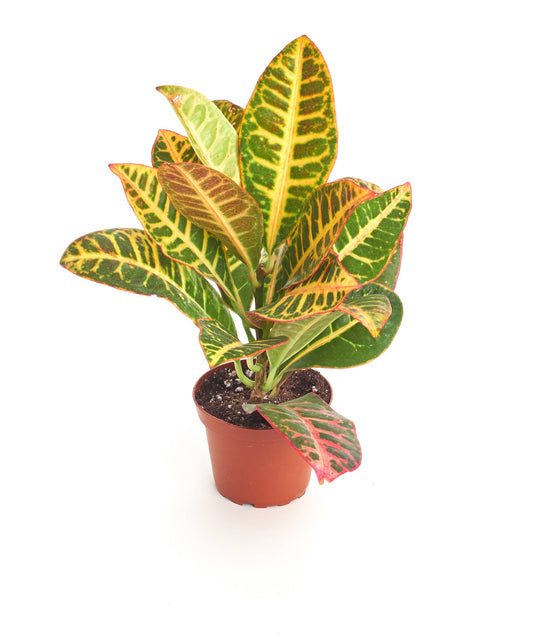 Croton Petra House Plant in 4" Nursery Pot